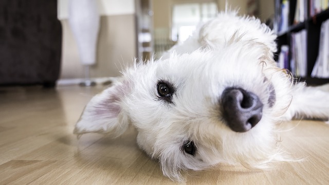 Budget-Friendly House Cleaning Tips for Pet Owners